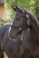 COVALLIERO DORIA Kantar dla konia - obrazek 13