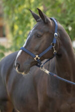 COVALLIERO DORIA Kantar dla konia - obrazek 9