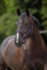 COVALLIERO HIPPO Kantar dla konia - obrazek 8