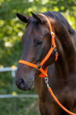 COVALLIERO HIPPO Kantar dla konia - obrazek 7