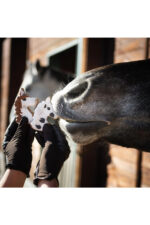 KOŃSKA CUKIERENKA Pierniczek dla koni KOŃSKIE PORTRETY - obrazek 3