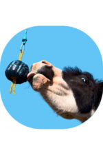 CANDY BELLS Lizawka dla konia MIĘTOWA - obrazek 2