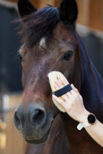 LULLALOVE SUPER SHINE Szczotka do głowy i relaksu dla konia, miękka - obrazek 2