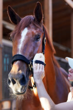 LULLALOVE SUPER SHINE Szczotka do głowy i relaksu dla konia, miękka - obrazek 4