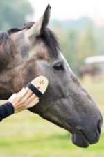 LULLALOVE SUPER SHINE Szczotka do głowy i relaksu dla konia, miękka - obrazek 3