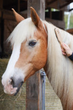 LULLALOVE SUPER SHINE Szczotka do pielęgnacji grzywy i ogona konia - obrazek 3