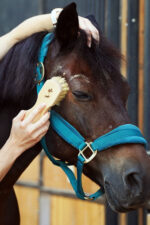 LULLALOVE SUPER SHINE Szczotka do kurzu i błota dla konia - obrazek 5