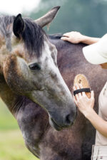 LULLALOVE SUPER SHINE Szczotka nabłyszczająca dla konia - obrazek 4