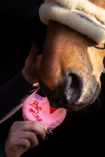 KOŃSKA CUKIERENKA Przysmak dla koni MINI TORCIK - obrazek 2