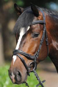 KAVALKADE IVY Ogłowie anatomiczne z nachrapnikiem kombinowanym